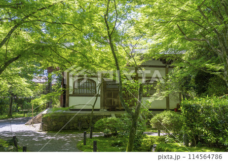 京都　新緑に包まれた地蔵院（竹寺）　中門から見える本堂 114564786