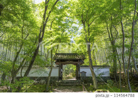 京都　新緑に包まれた地蔵院（竹寺）　総門 114564788