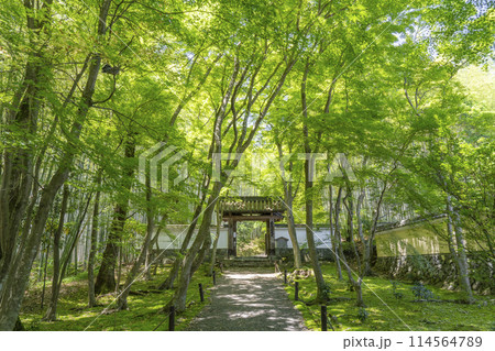 京都　新緑に包まれた地蔵院（竹寺）　総門 114564789