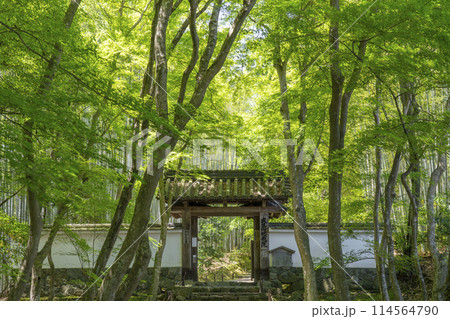 京都　新緑に包まれた地蔵院（竹寺）　総門 114564790