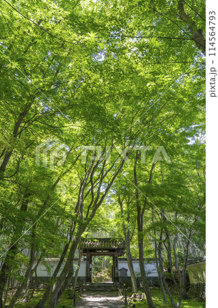 京都　新緑に包まれた地蔵院（竹寺）　総門 114564793