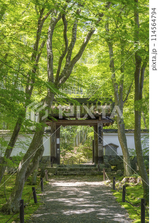 京都 新緑に包まれた地蔵院(竹寺) 総門 京都 新緑に包まれた地蔵院(竹寺) 総門 114564794