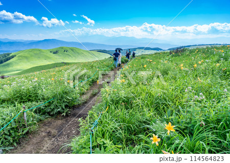 長野県茅野市　夏の車山高原の黄色いニッコウキスゲの花と散策路を歩く人 114564823