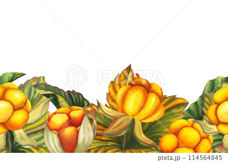 Watercolor hand drawn seamless border with forest orange cloud berry set with berries, leaves. Botanical forest berry illustration on white isolated background. Good for decor and greeting cards, as 114564845