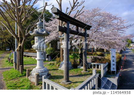 東京都　羽村市　春　阿蘇神社 114564938