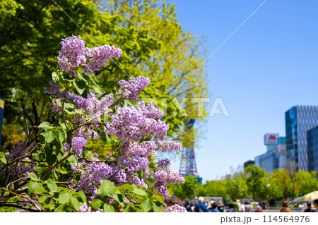 札幌大通公園 テレビ塔 ライラック リラ 札幌大通公園 テレビ塔 ライラック リラ 114564976