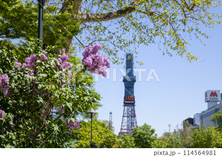 札幌大通公園 テレビ塔 ライラック リラ 札幌大通公園 テレビ塔 ライラック リラ 114564981