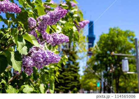 札幌大通公園　テレビ塔　ライラック　リラ　 114565006