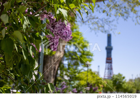 札幌大通公園 テレビ塔 ライラック リラ 札幌大通公園 テレビ塔 ライラック リラ 114565019