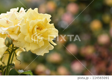 バラの花、ゴールド・バニー 114565091
