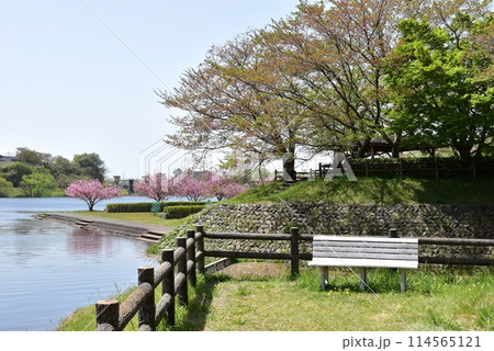 滋賀県　日野川ダム（親水公園）休憩スペースと新緑と満開の八重桜 114565121