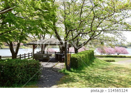 滋賀県　日野川ダム（親水公園）東屋と新緑と満開の八重桜 114565124