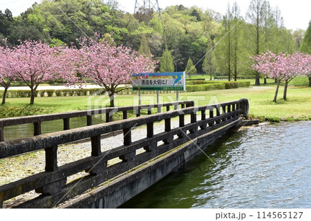 滋賀県　日野川ダム（親水公園）散策路と満開の八重桜 114565127