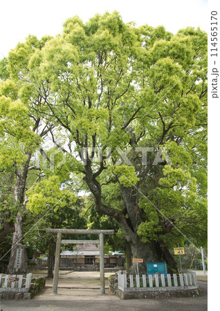 熊野三所大神社(夫婦大樟・鳥居) 【和歌山県那智勝浦町】 熊野三所大神社(夫婦大樟・鳥居) 【和歌山県那智勝浦町】 114565170