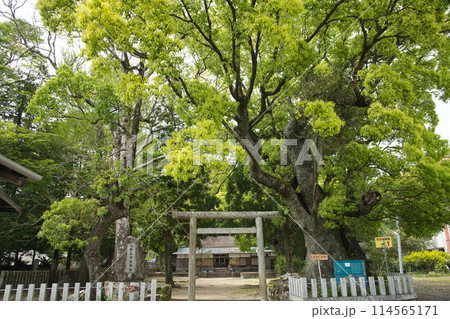 熊野三所大神社（夫婦大樟・鳥居）　【和歌山県那智勝浦町】 114565171