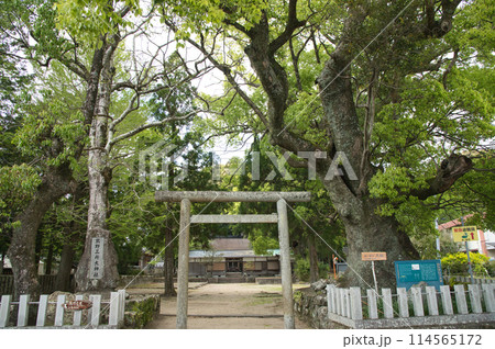 熊野三所大神社（夫婦大樟・鳥居）　【和歌山県那智勝浦町】 114565172
