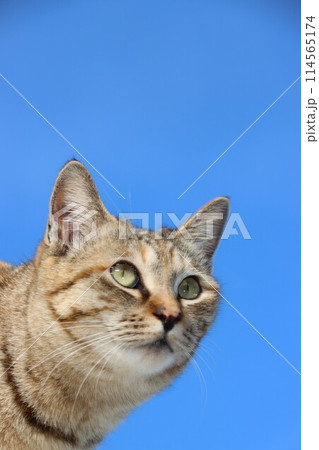 青空と可愛い野良猫 114565174