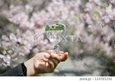 桜の中で掲げるグラス 114565292