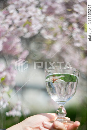 桜を背景に透明なグラスを持つ手 114565297