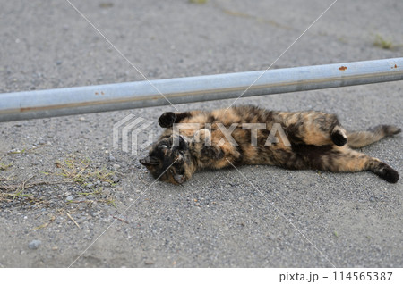 広場で遊ぶさび猫 114565387