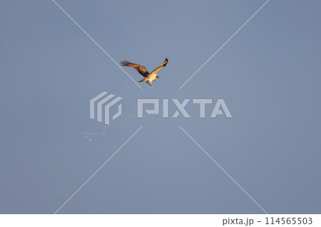飛翔する美しいミサゴ（タカ目）。日本国埼玉県にて。2023冬撮影。 114565503