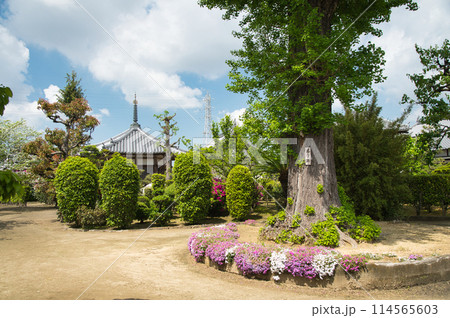 法雲寺(イチョウの木)　【大阪府堺市美原区】 114565603