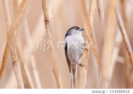 もふもふで可愛いエナガ(エナガ科)。日本国埼玉県にて。2023冬撮影。 もふもふで可愛いエナガ(エナガ科)。日本国埼玉県にて。2023冬撮影。 114566018