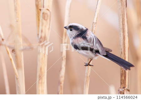 もふもふで可愛いエナガ（エナガ科）。日本国埼玉県にて。2023冬撮影。 114566024