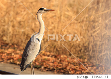 休憩中の美しいアオサギ(サギ科)。日本国埼玉県にて。2023冬撮影。 休憩中の美しいアオサギ(サギ科)。日本国埼玉県にて。2023冬撮影。 114566041