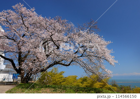富山県高岡市伏木国分 「桜の灯台」「恋する灯台」と呼ばれる純白の岩崎ノ鼻灯台と満開の桜 富山県高岡市伏木国分 「桜の灯台」「恋する灯台」と呼ばれる純白の岩崎ノ鼻灯台と満開の桜 114566150