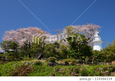 富山県高岡市伏木国分 「桜の灯台」「恋する灯台」と呼ばれる純白の岩崎ノ鼻灯台と満開の桜 富山県高岡市伏木国分 「桜の灯台」「恋する灯台」と呼ばれる純白の岩崎ノ鼻灯台と満開の桜 114566154