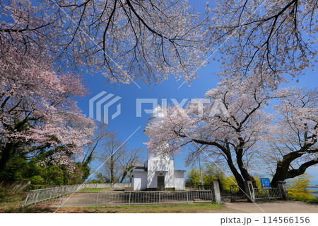 富山県高岡市伏木国分 「桜の灯台」「恋する灯台」と呼ばれる純白の岩崎ノ鼻灯台と満開の桜 富山県高岡市伏木国分 「桜の灯台」「恋する灯台」と呼ばれる純白の岩崎ノ鼻灯台と満開の桜 114566156