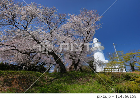 富山県高岡市伏木国分 「桜の灯台」「恋する灯台」と呼ばれる純白の岩崎ノ鼻灯台と満開の桜 富山県高岡市伏木国分 「桜の灯台」「恋する灯台」と呼ばれる純白の岩崎ノ鼻灯台と満開の桜 114566159