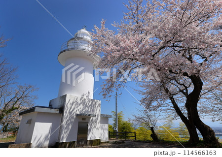 富山県高岡市伏木国分 「桜の灯台」「恋する灯台」と呼ばれる純白の岩崎ノ鼻灯台と満開の桜 富山県高岡市伏木国分 「桜の灯台」「恋する灯台」と呼ばれる純白の岩崎ノ鼻灯台と満開の桜 114566163