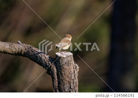 餌を探す尻尾が可愛いニシオジロビタキ（ヒタキ科）。日本国埼玉県にて。2023冬撮影。 114566191