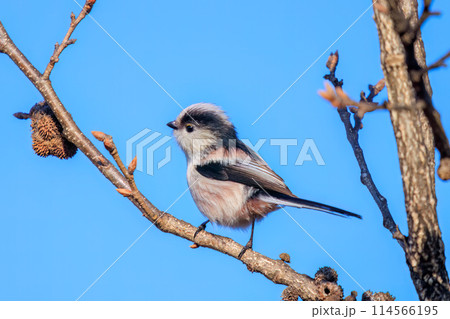 もふもふで可愛いエナガ（エナガ科）。日本国埼玉県にて。2023冬撮影。 114566195