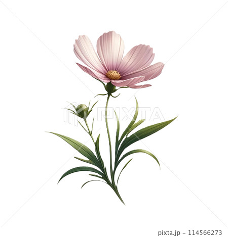 一輪のコスモスの花と緑の葉のイラストです。背景が透過の為扱いやすいイラストです。 一輪のコスモスの花と緑の葉のイラストです。背景が透過の為扱いやすいイラストです。 114566273