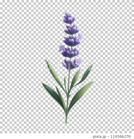 這是一朵薰衣草花和綠葉的插圖。該插圖很容易處理，因為背景是透明的。 114566276