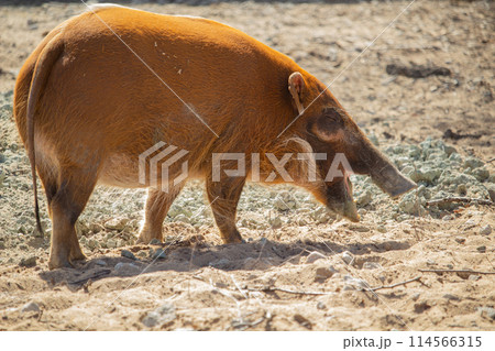 Red river hog (Potamochoerus porcus) or bush pig. Red river hog (Potamochoerus porcus) or bush pig. 114566315