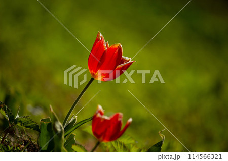 Tulip bud close-up. Red tulip. 114566321