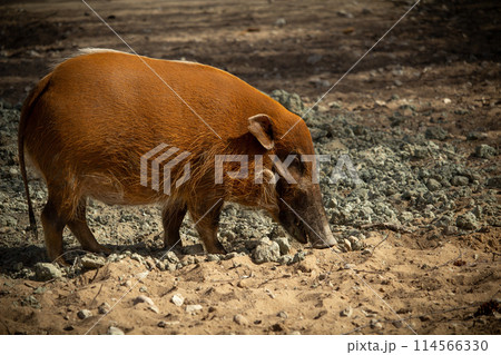 Red river hog (Potamochoerus porcus) or bush pig. Red river hog (Potamochoerus porcus) or bush pig. 114566330
