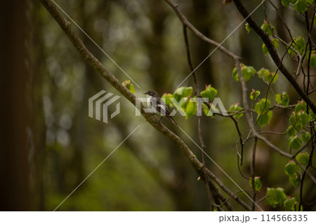 black and white european pied flycatcher black and white european pied flycatcher 114566335
