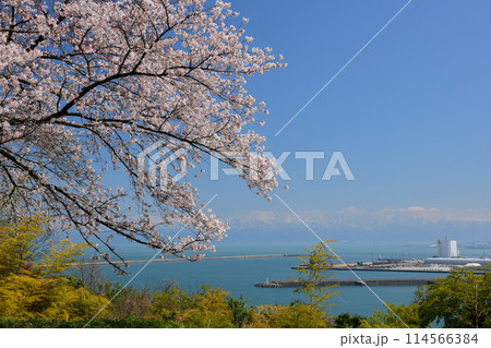 富山県高岡市伏木国分 桜が満開の「桜の灯台/恋する灯台」と呼ばれる岩崎ノ鼻灯台と富山湾越しの立山連峰 富山県高岡市伏木国分 桜が満開の「桜の灯台/恋する灯台」と呼ばれる岩崎ノ鼻灯台と富山湾越しの立山連峰 114566384