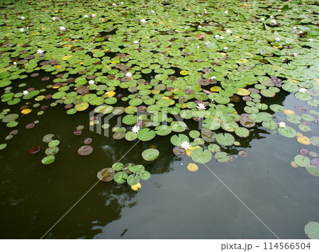 スイレン　睡蓮　水生植物 114566504