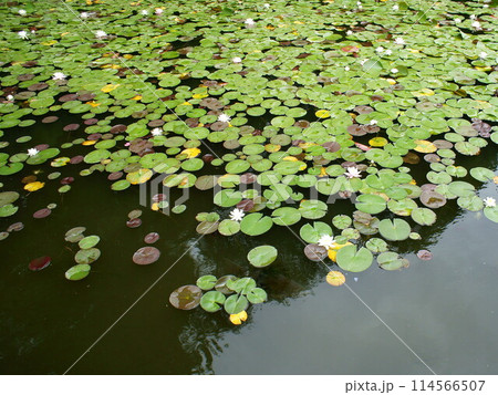 スイレン　睡蓮　水生植物 114566507