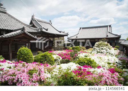 法雲寺(左から耀先殿・開山堂・方丈) 【大阪府堺市美原区】 法雲寺(左から耀先殿・開山堂・方丈) 【大阪府堺市美原区】 114566541