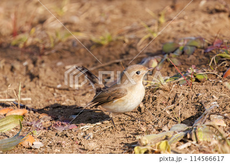 餌を探す尻尾が可愛いニシオジロビタキ（ヒタキ科）。日本国埼玉県にて。2023冬撮影。 114566617