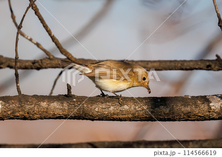 餌を探す尻尾が可愛いニシオジロビタキ（ヒタキ科）。日本国埼玉県にて。2023冬撮影。 114566619
