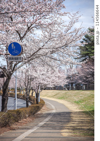 桜並木 114566644
