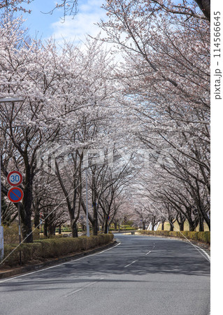 桜並木 114566645